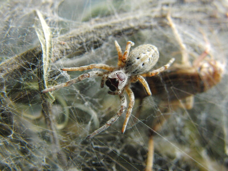spider on web with prey