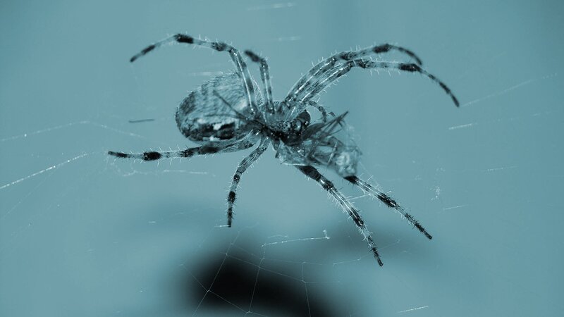 Spider on web with prey
