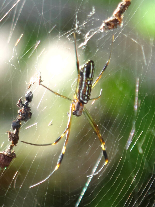 Spider on web with prey
