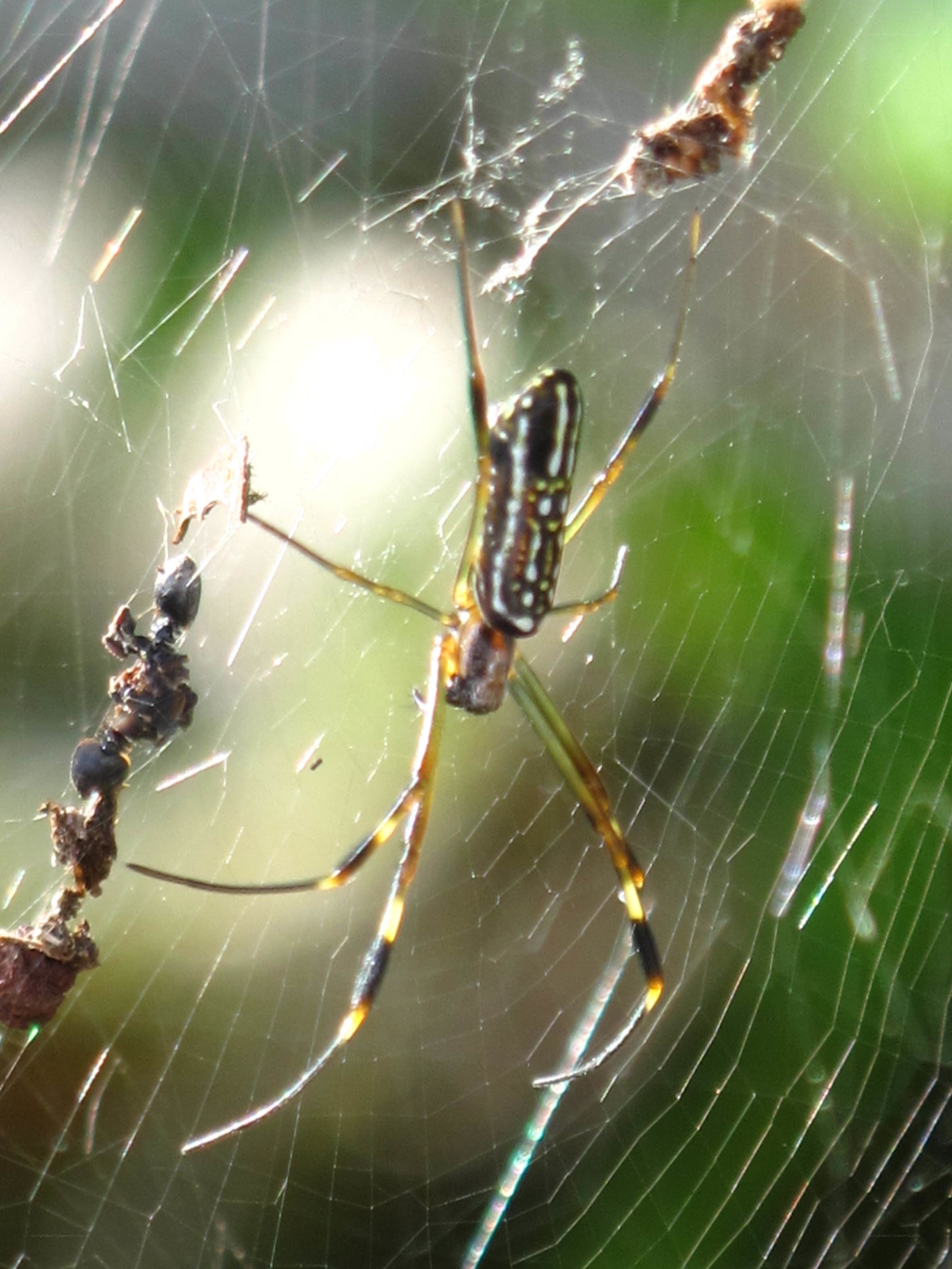 Spider on web with prey