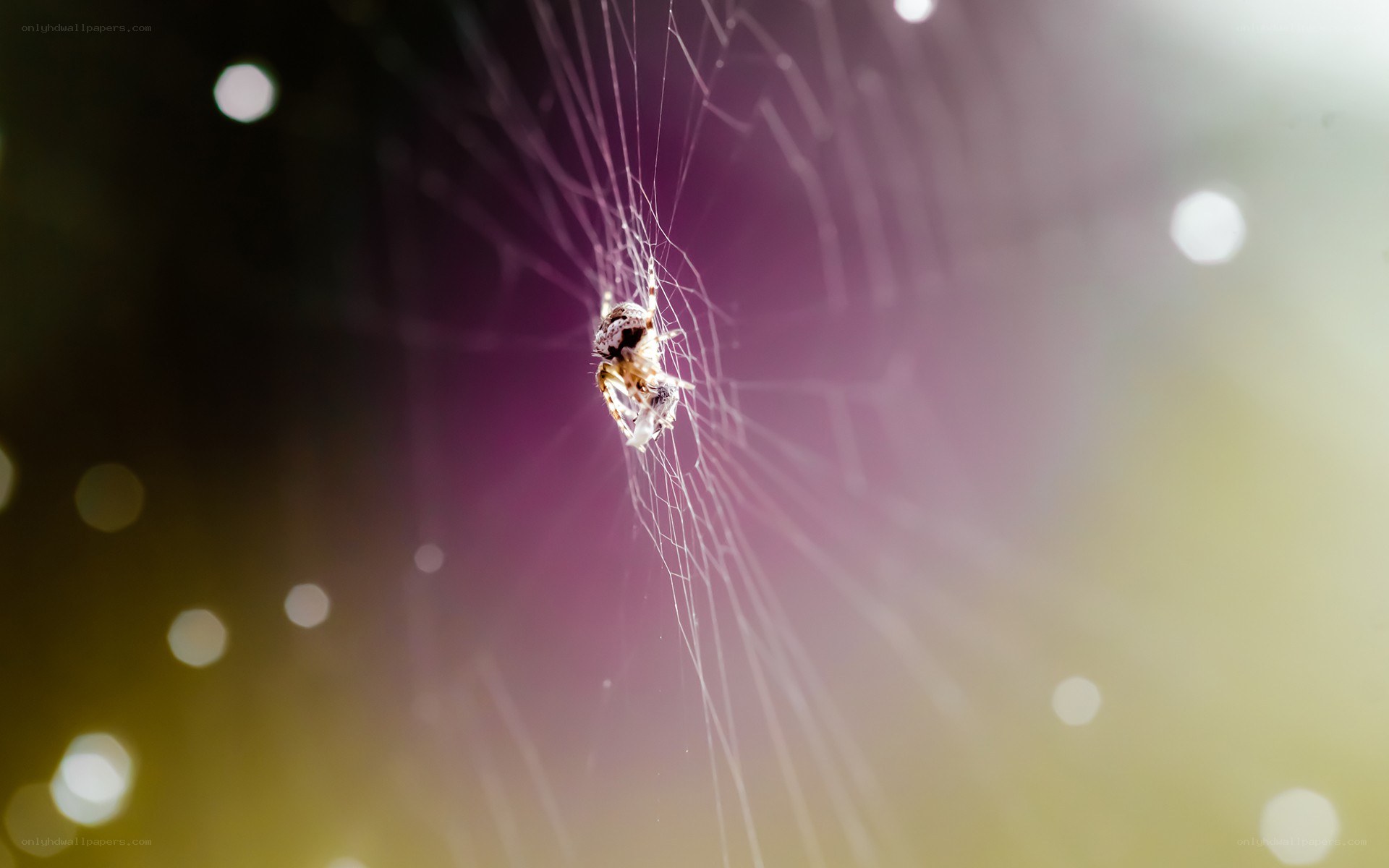 Spider on web with prey