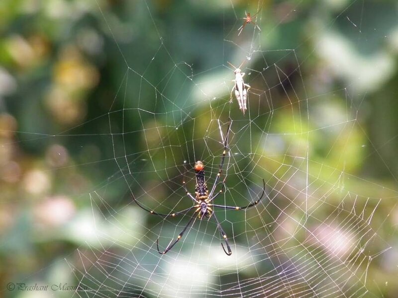 Spider on Web with Prey — Green