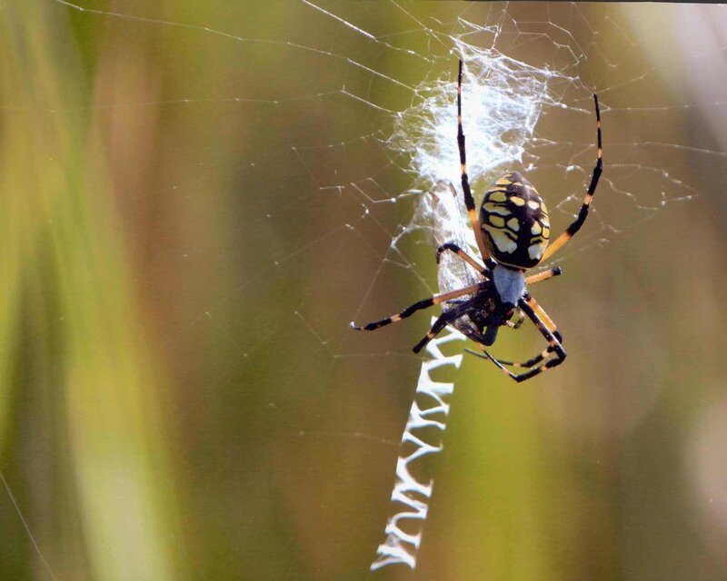 spider on web with prey