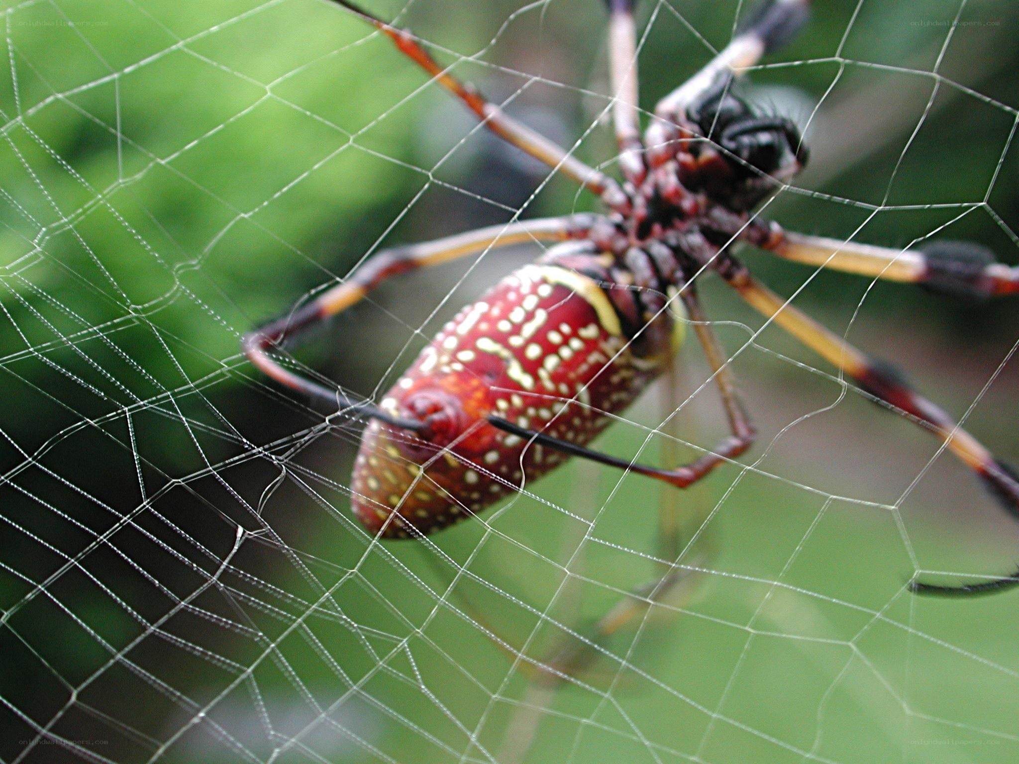 spider on web with red abdomen