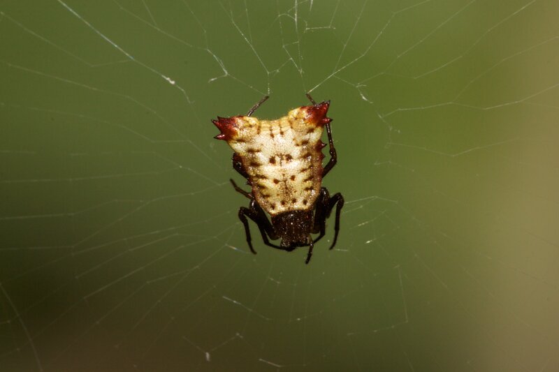 spider on web with spiky abdomen