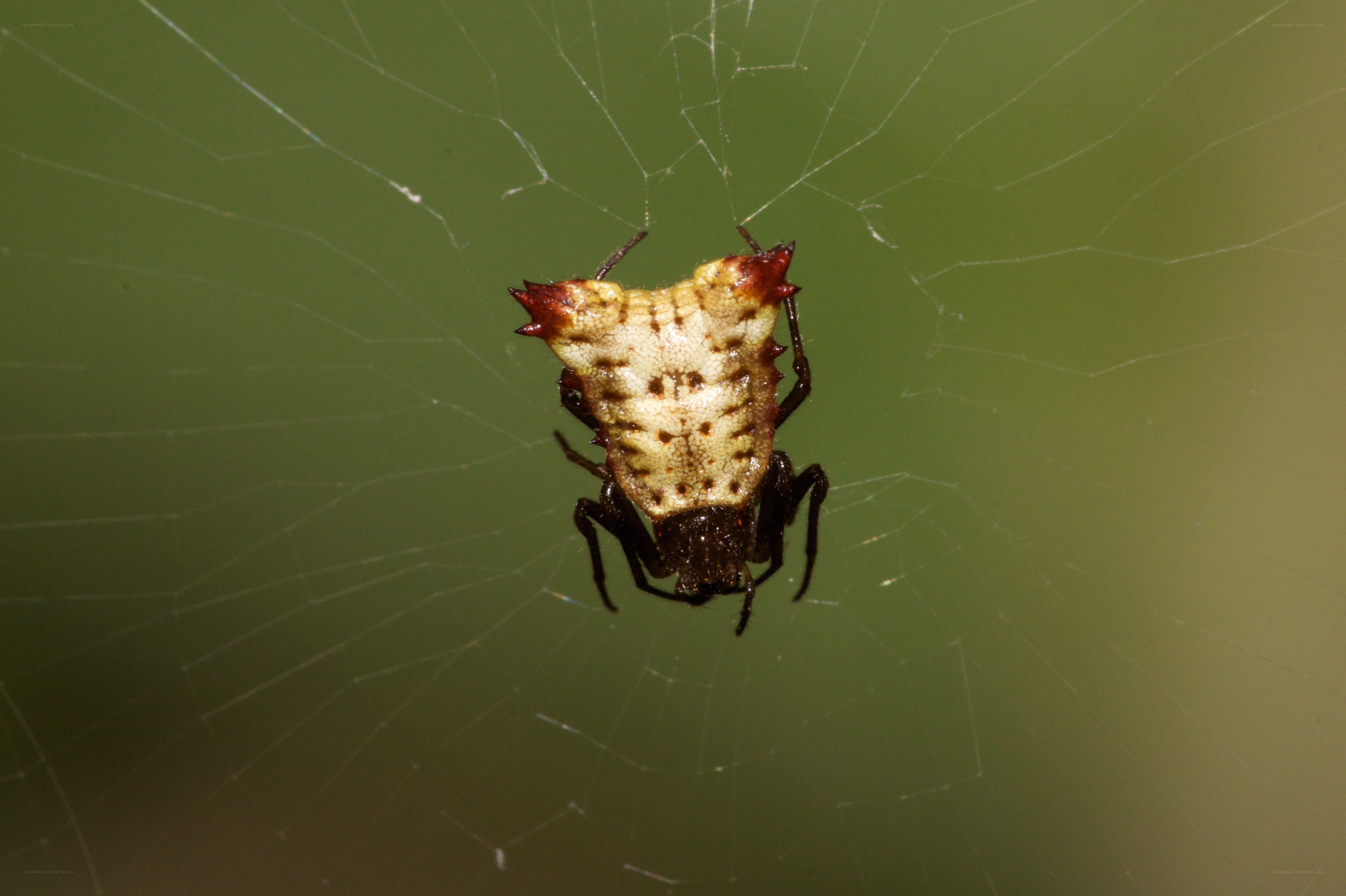 spider on web with spiky abdomen