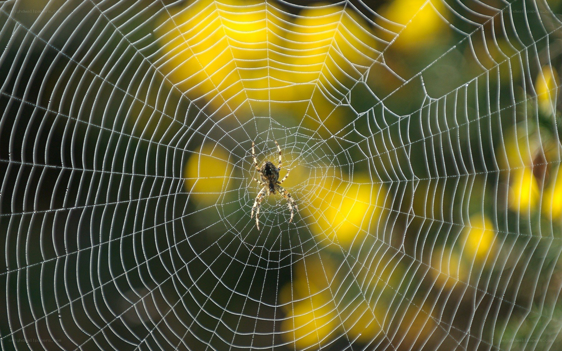 spider on web with yellow flowers