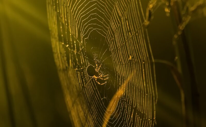 Spider on Web — Yellow, Dramatic, Night, Photograph