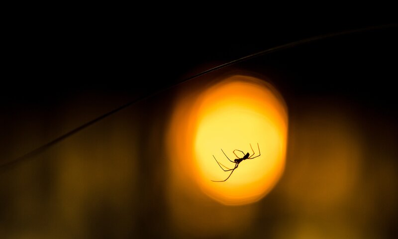 Spider on Web — Yellow, Dramatic, Night