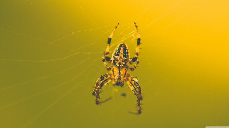 Spider on Web — Yellow, Dramatic