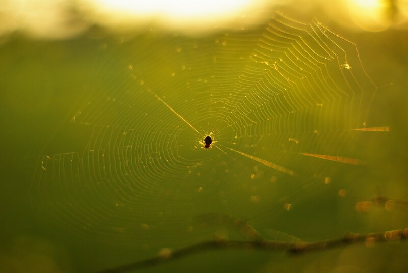 Spider on Web — Yellow, Serene, Sunset, Photograph
