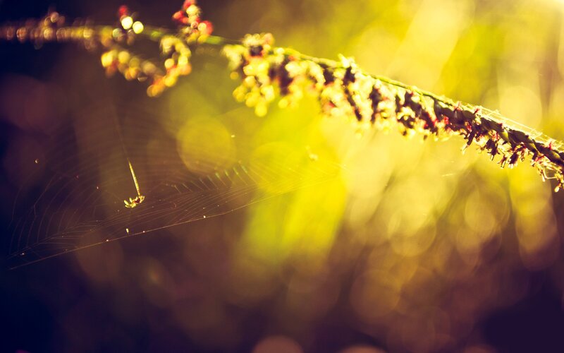 Spider on Web — Yellow, Serene, Sunset