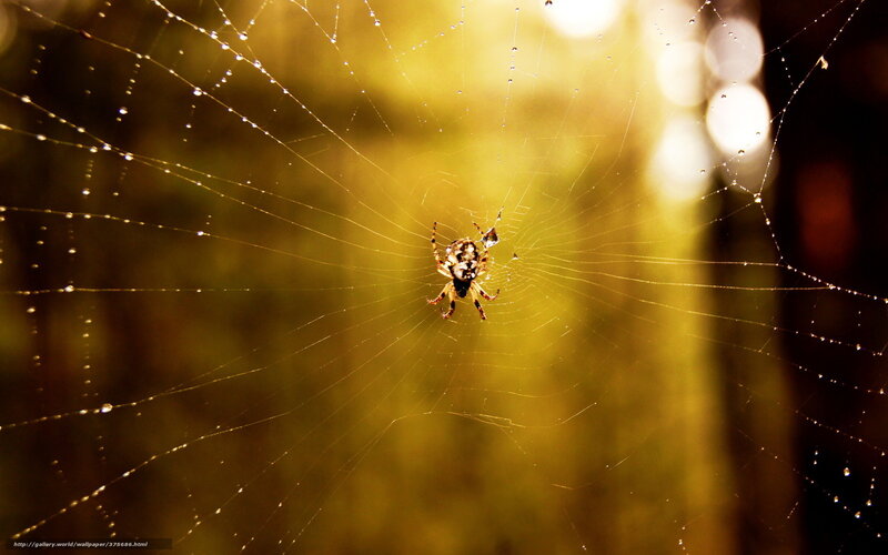 Spider on Web — Yellow, Serene