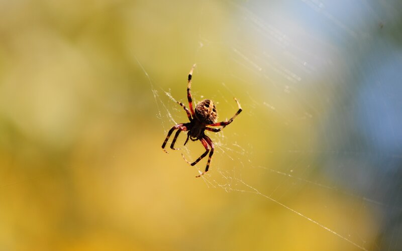 Spider on Web — Yellow