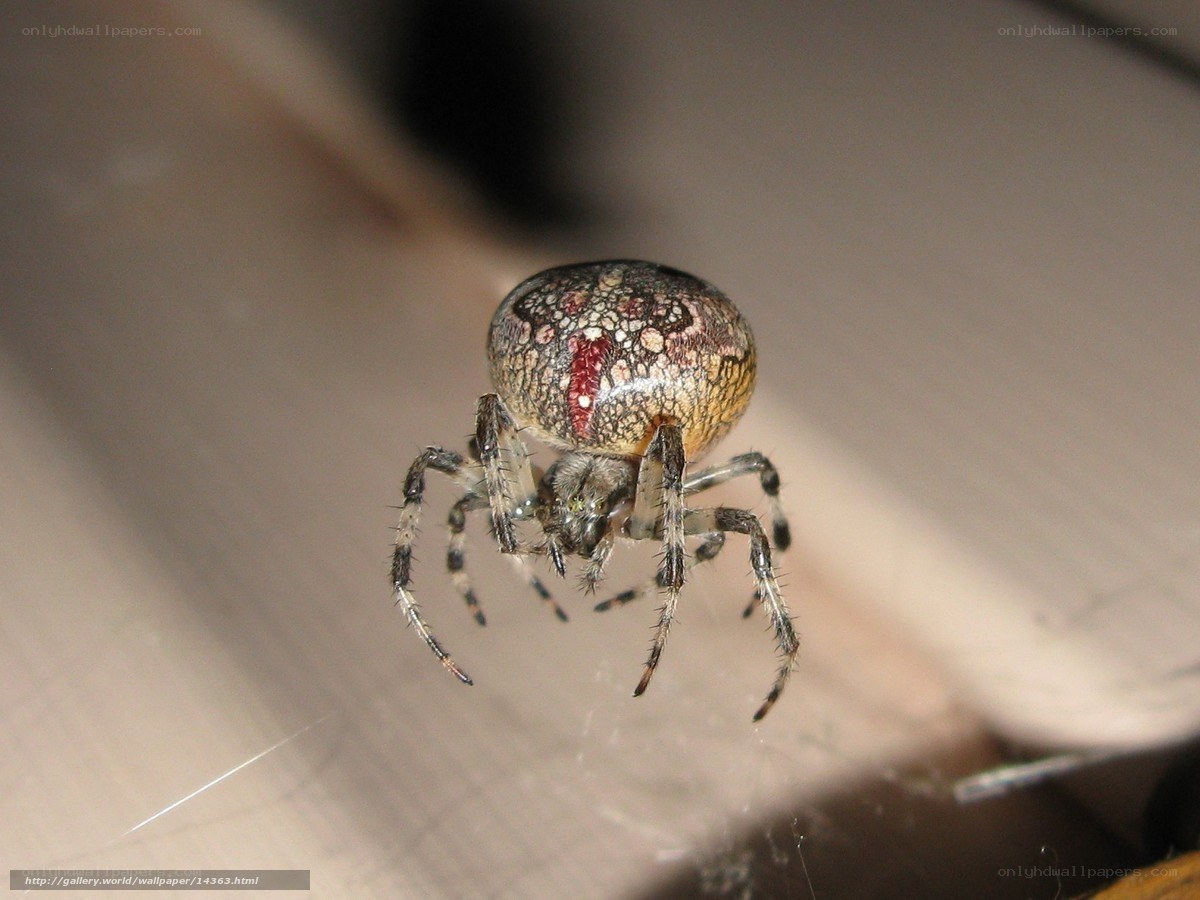 spider on web
