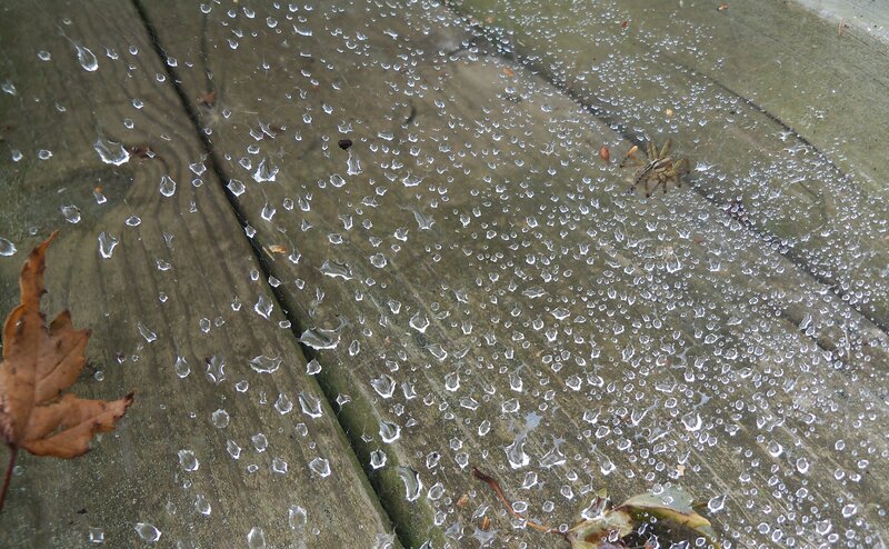 spider on wet wooden deck