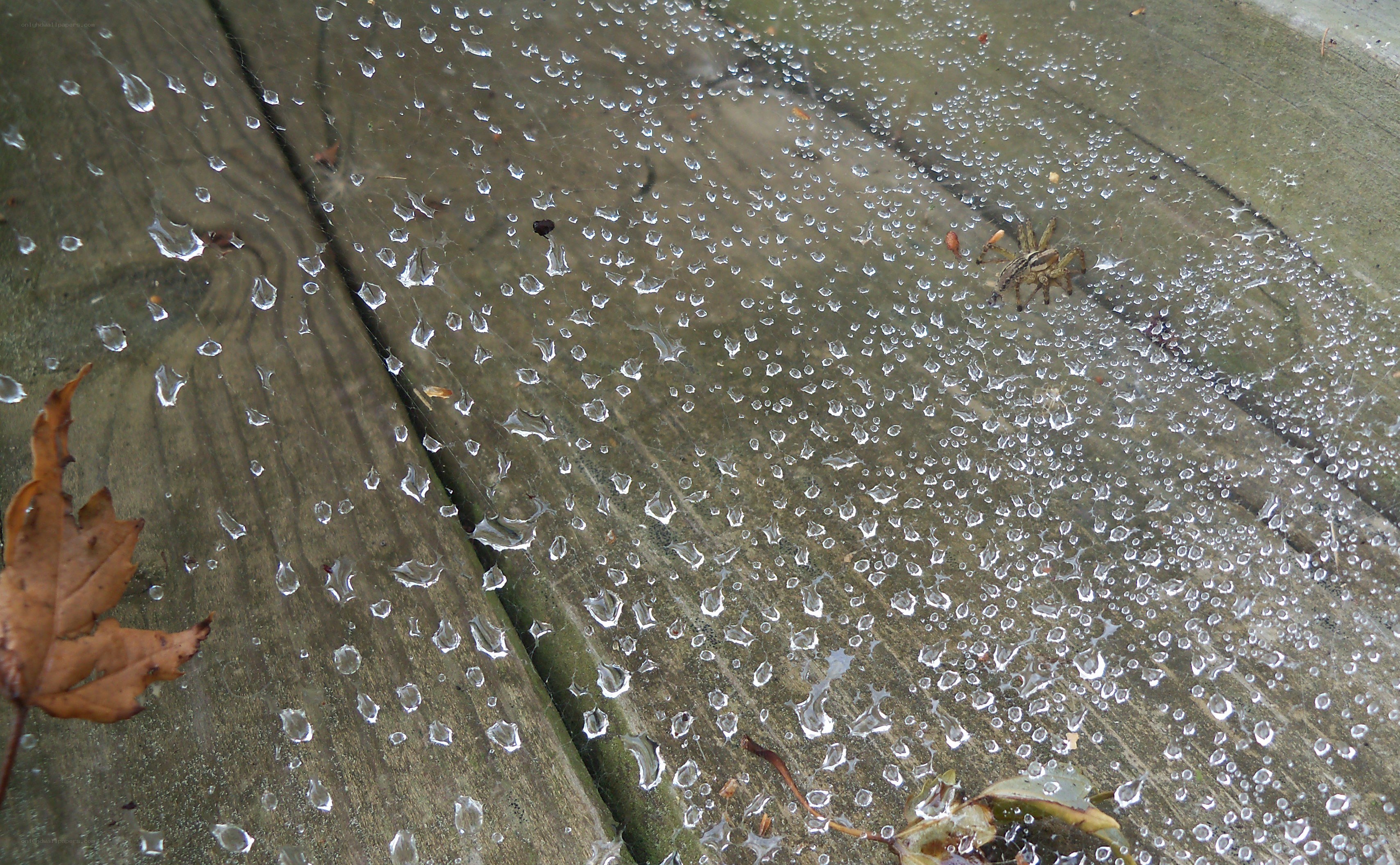 spider on wet wooden deck