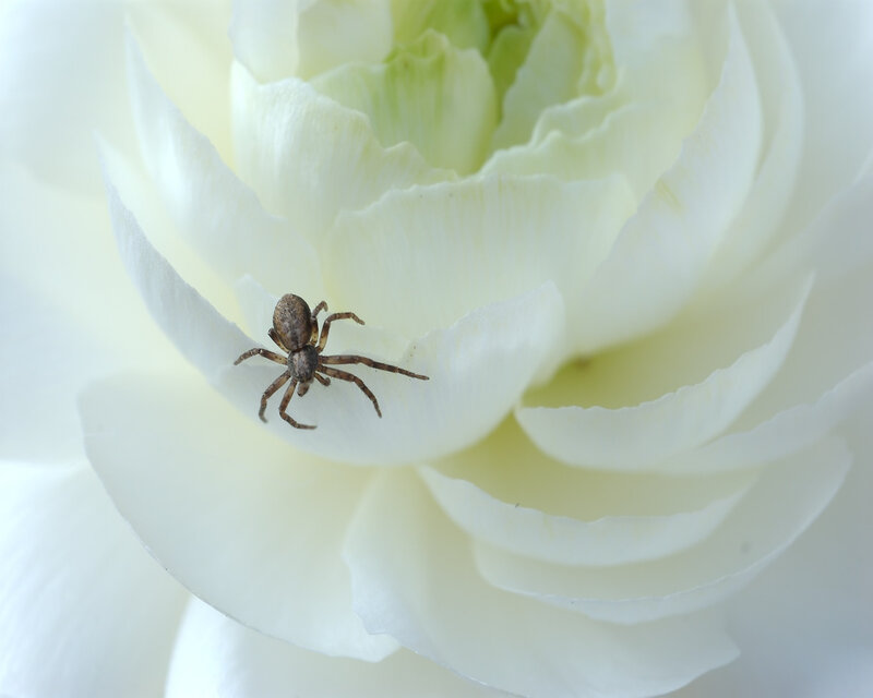 Spider on white flower