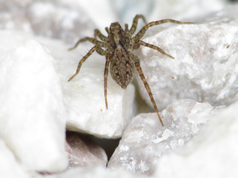 spider on white rocks