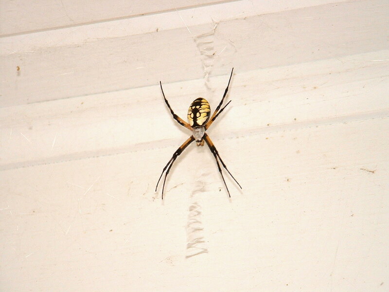 spider on white surface