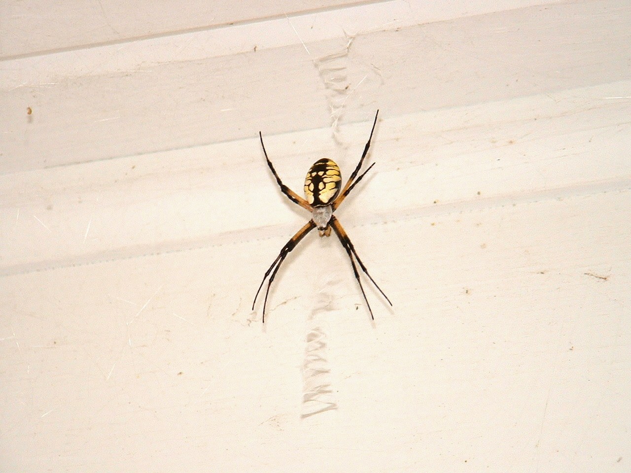 spider on white surface