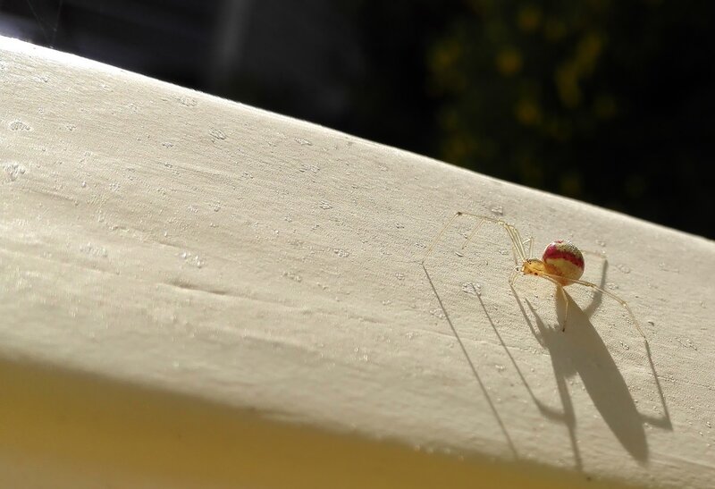 Spider on White Surface — Calm