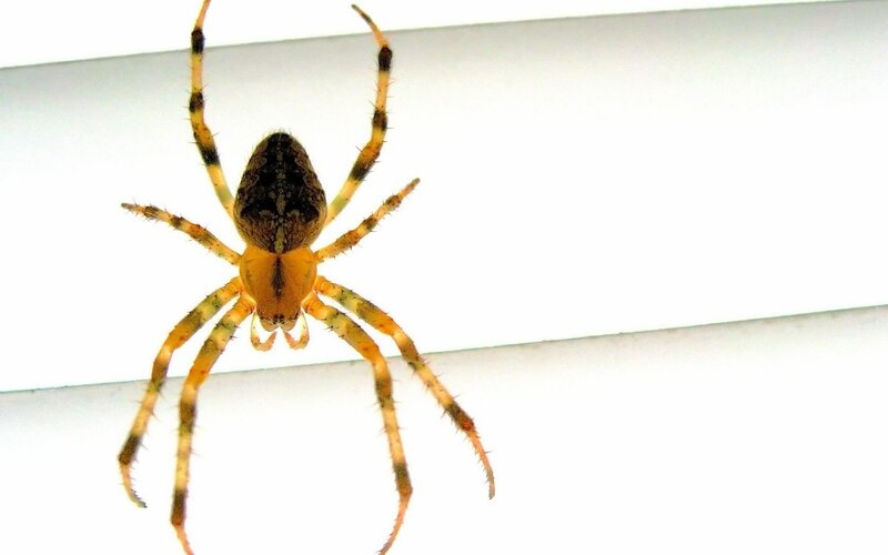 Spider on White Surface — Neutral