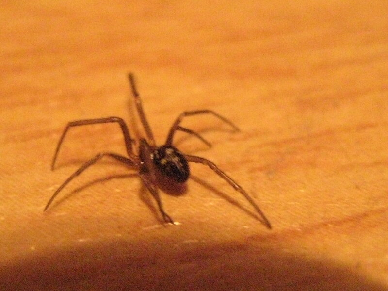 spider on wooden surface