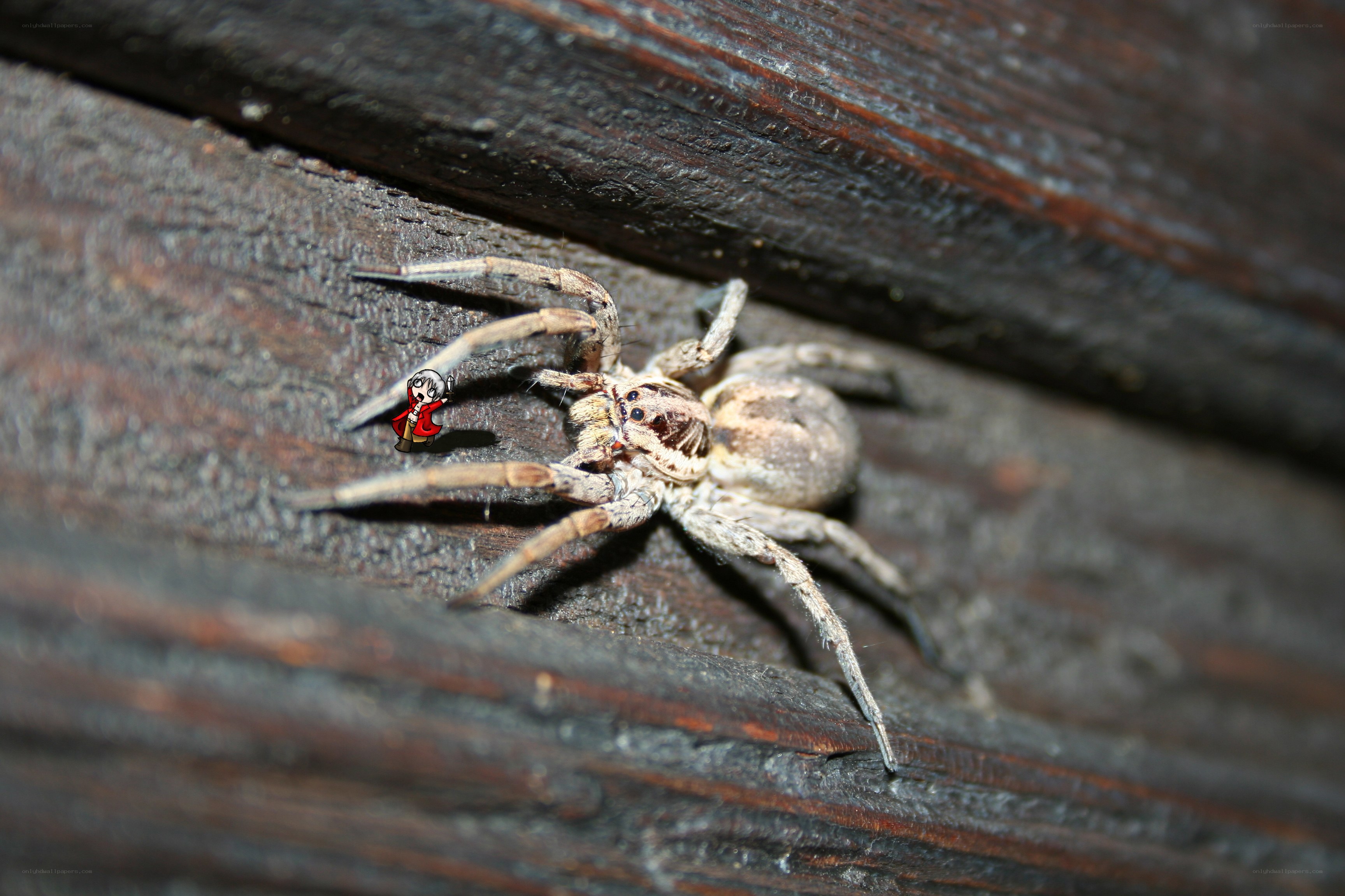 Spider on wooden surface