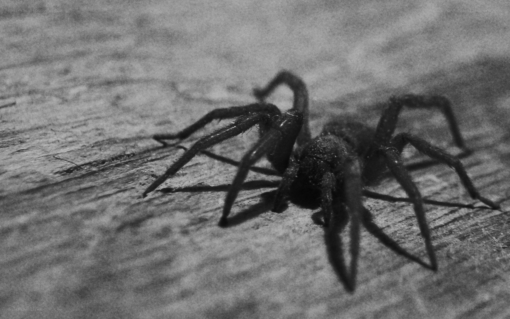 Spider on wooden surface