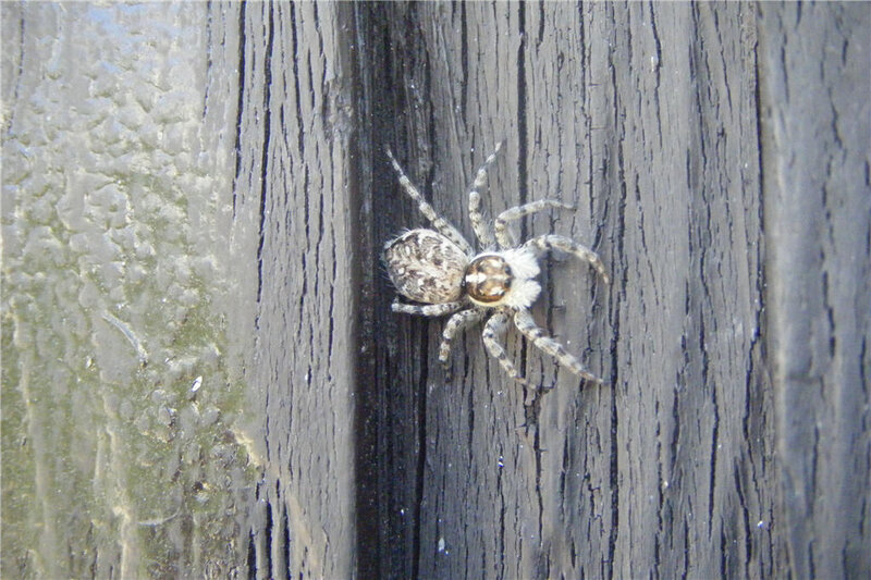 spider on wooden surface