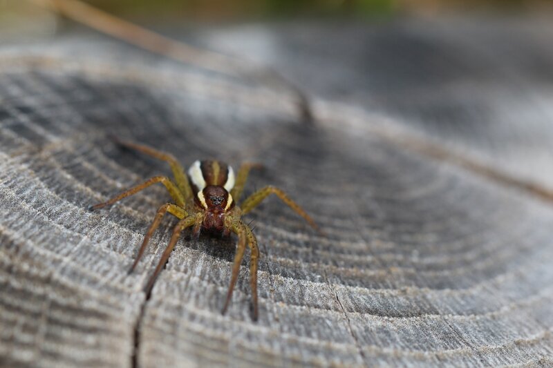 spider on wooden surface
