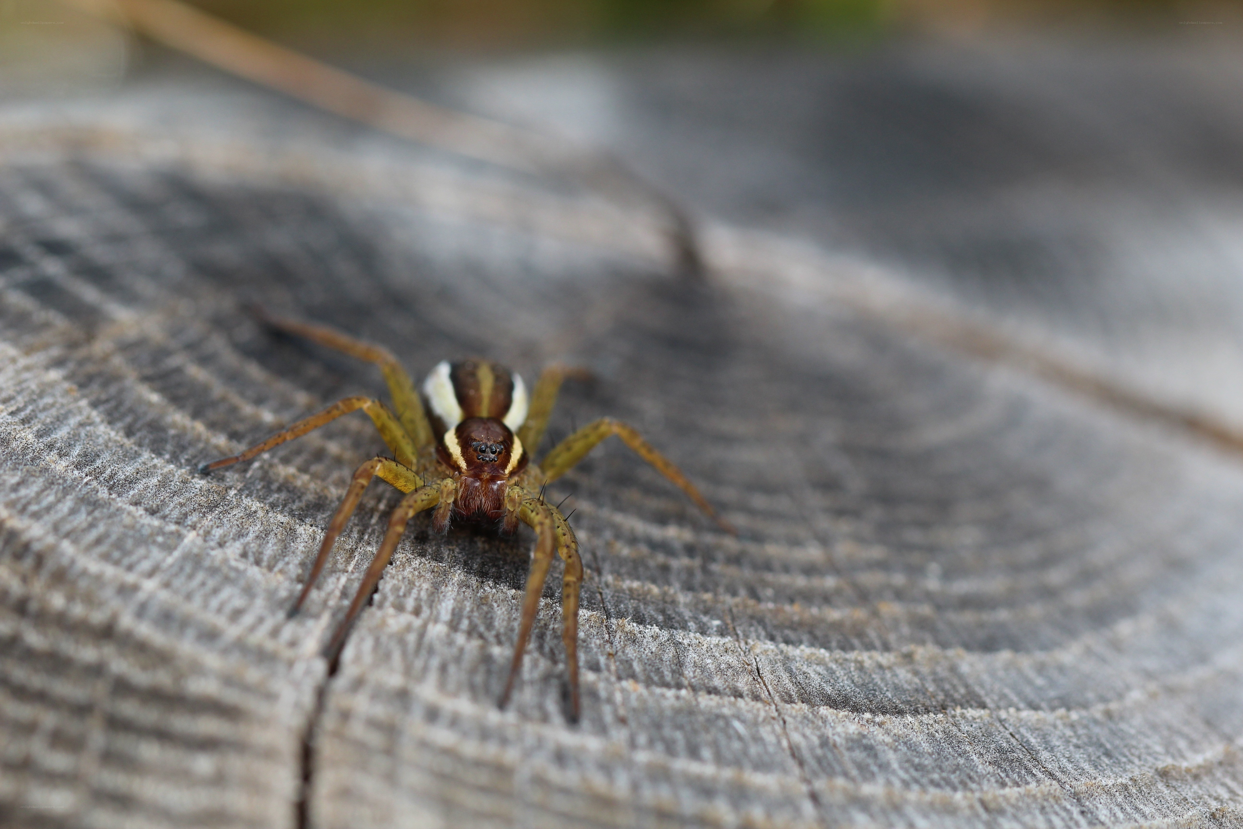 spider on wooden surface