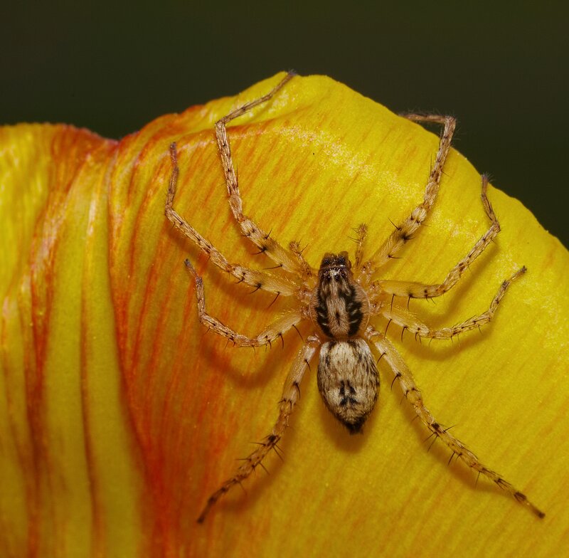 Spider on Yellow Flower — Natural, Photograph
