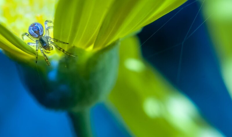 Spider on Yellow Flower — Natural