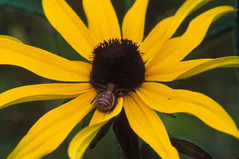 Spider on Yellow Flower
