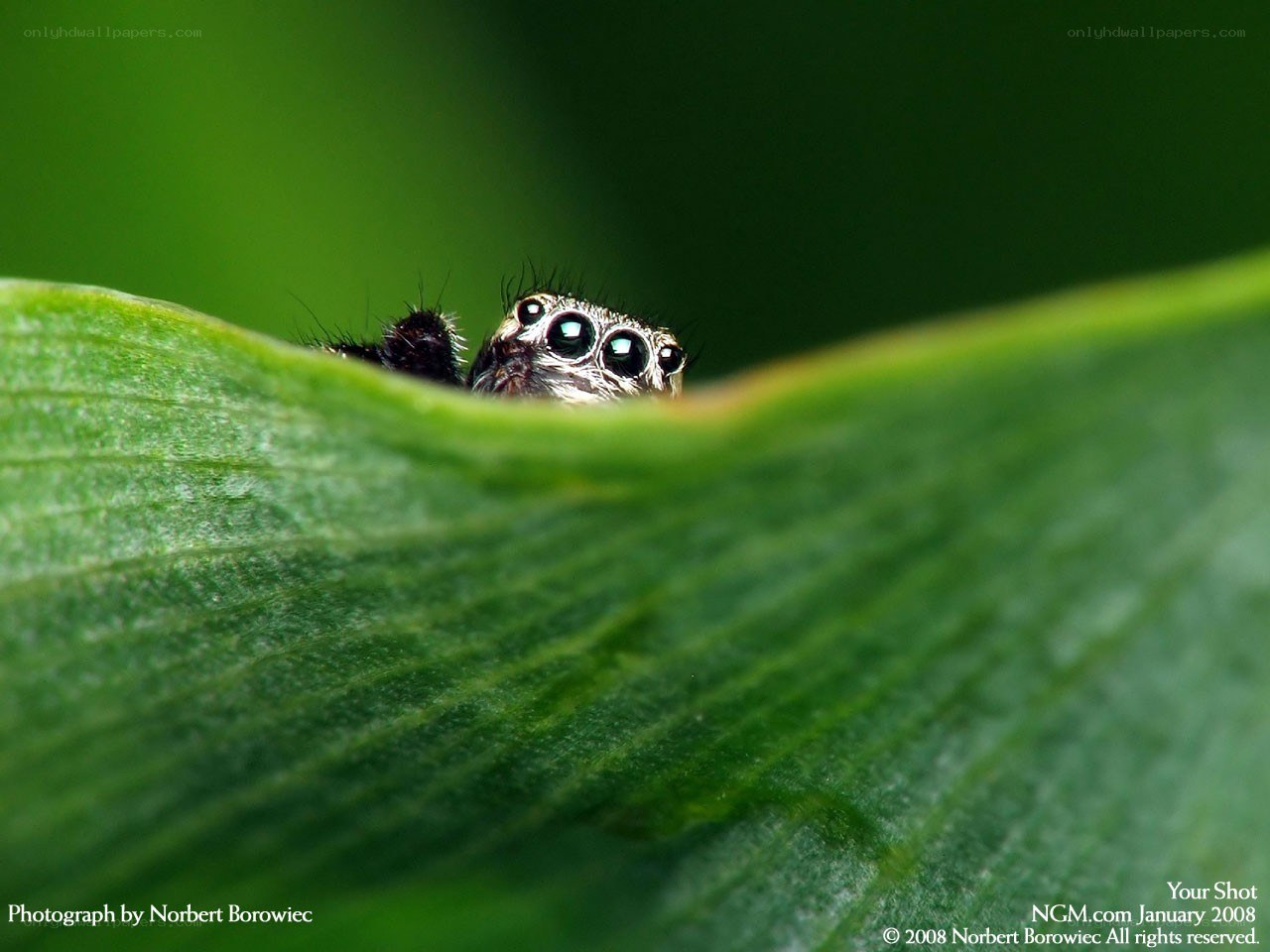 Spider peeking from a leaf