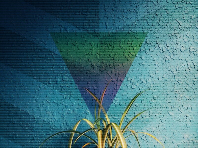 Spider Plant in Front of Wall