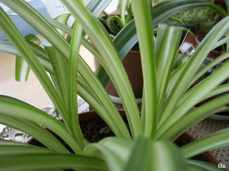 Spider Plant in Pot