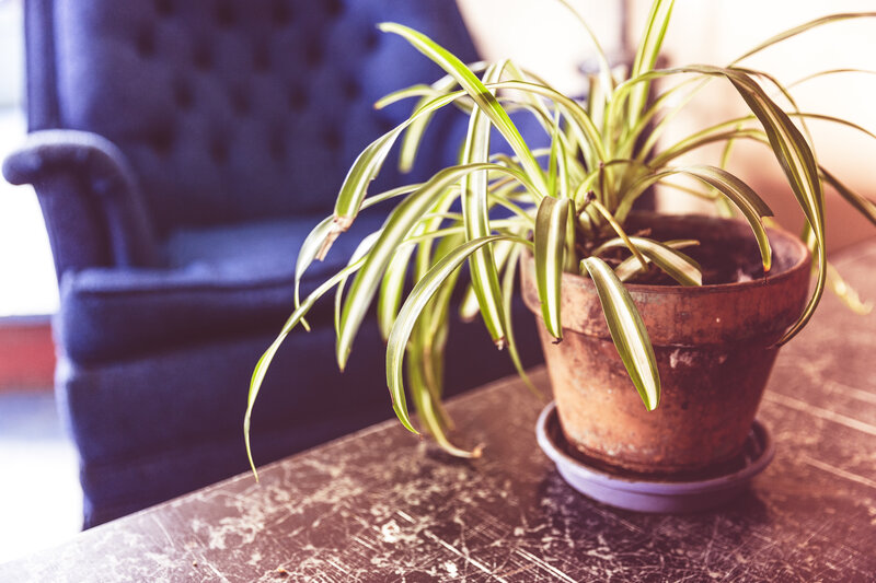spider plant on a table