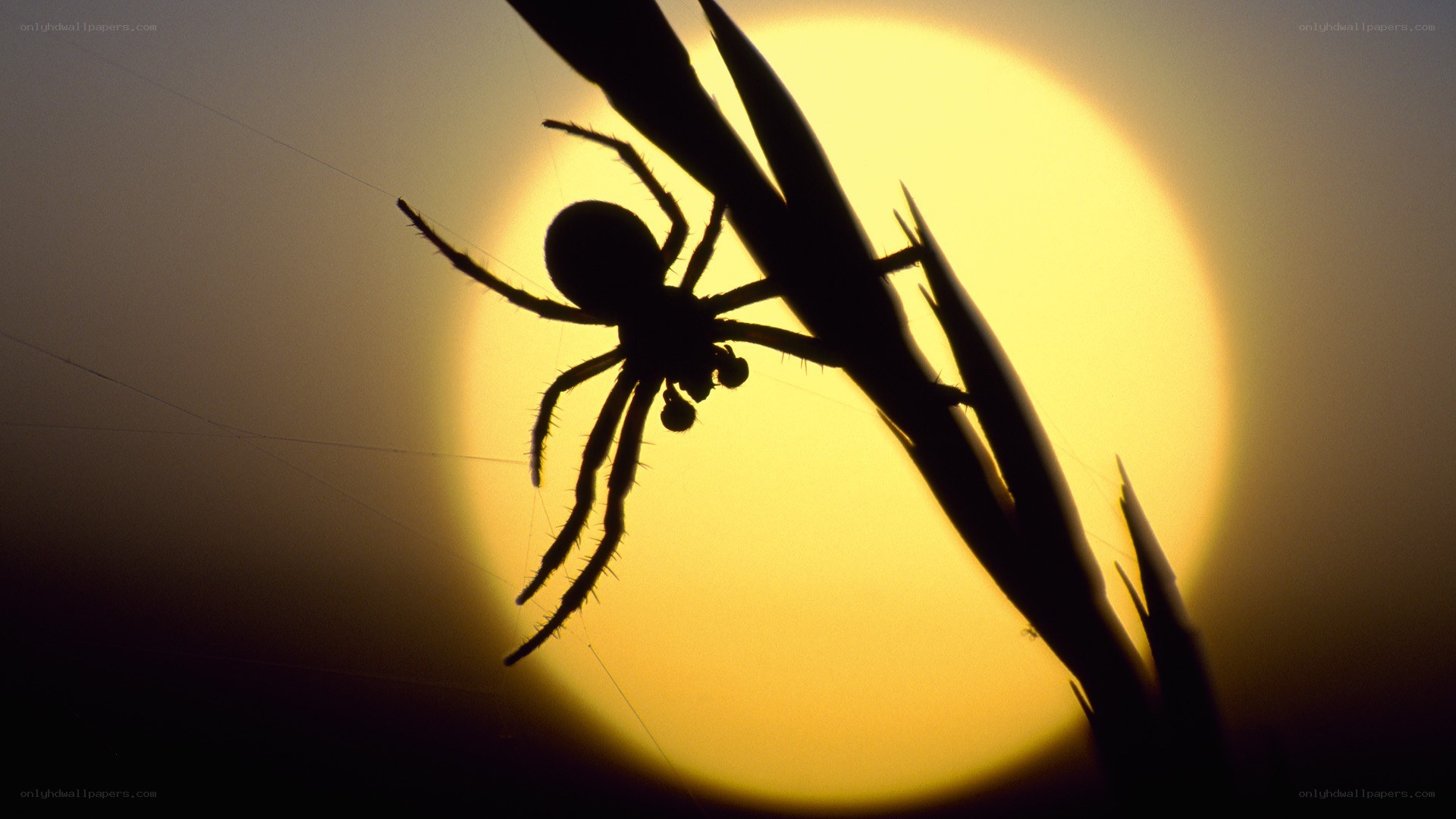 Spider silhouette at sunset