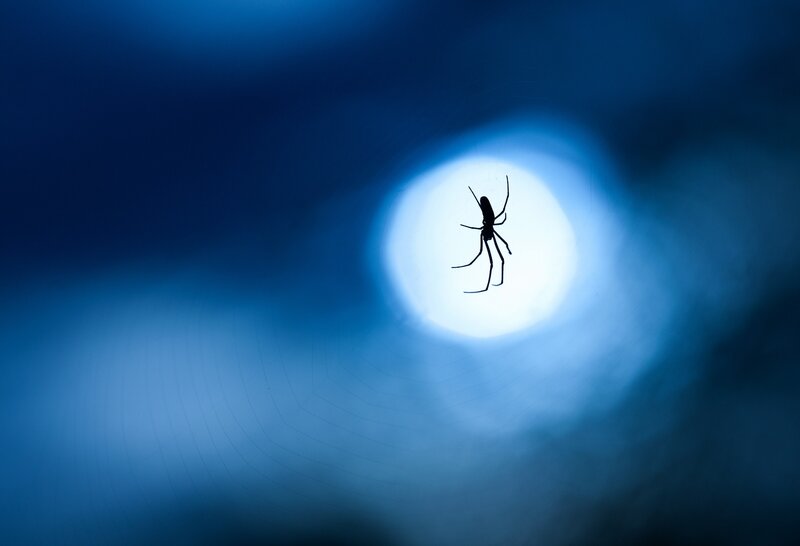 Spider silhouette on web