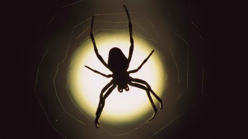 Spider silhouette on web