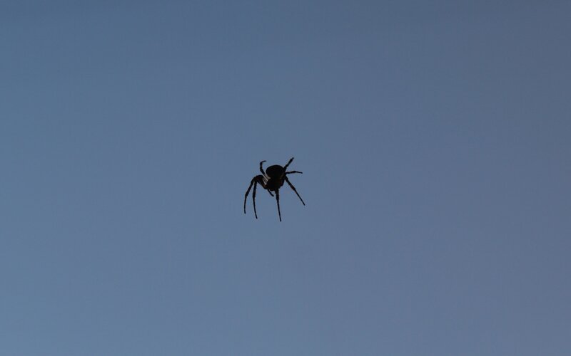 Spider silhouetted against sky
