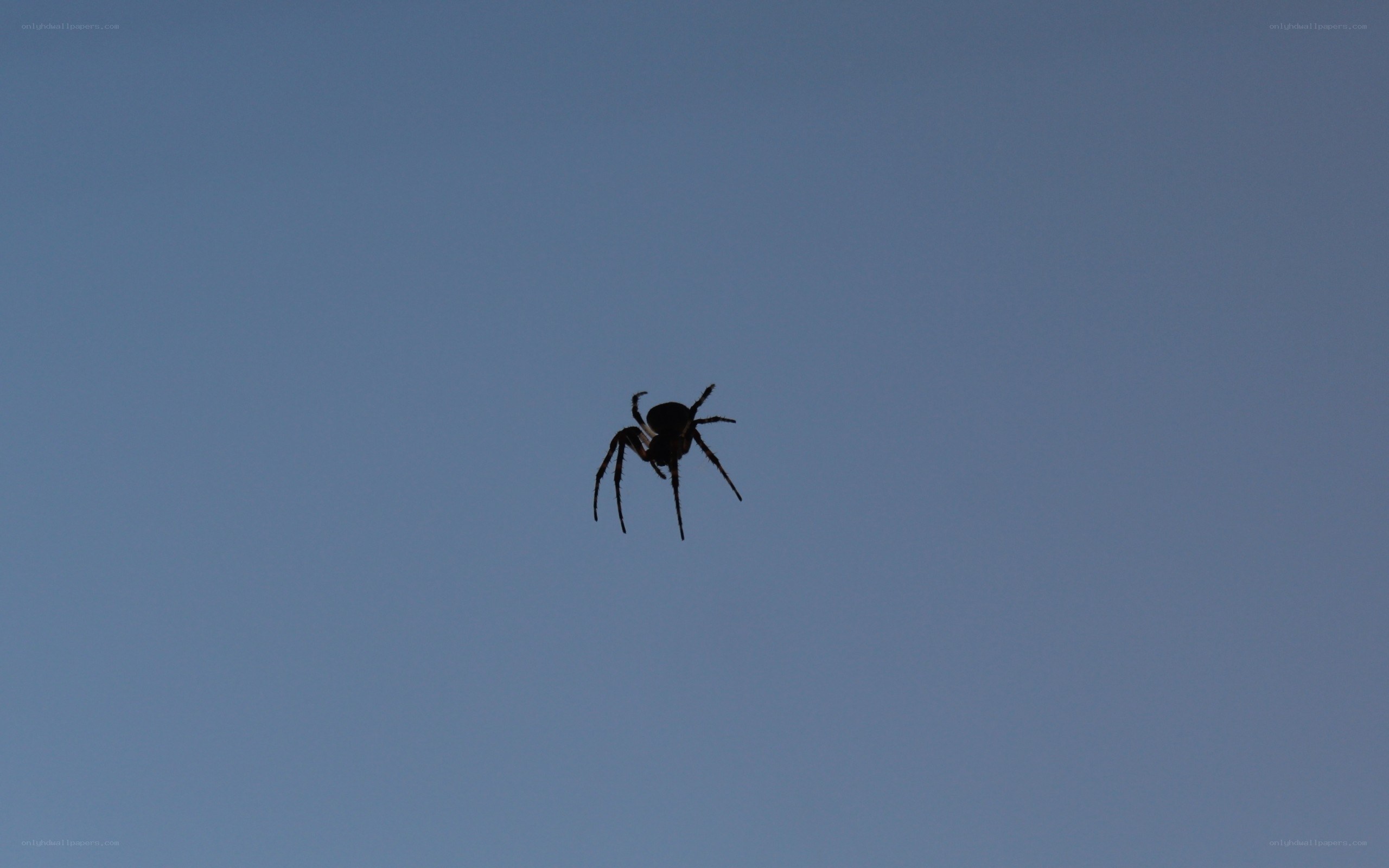 Spider silhouetted against sky