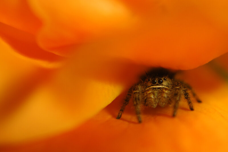 spider under flower petal