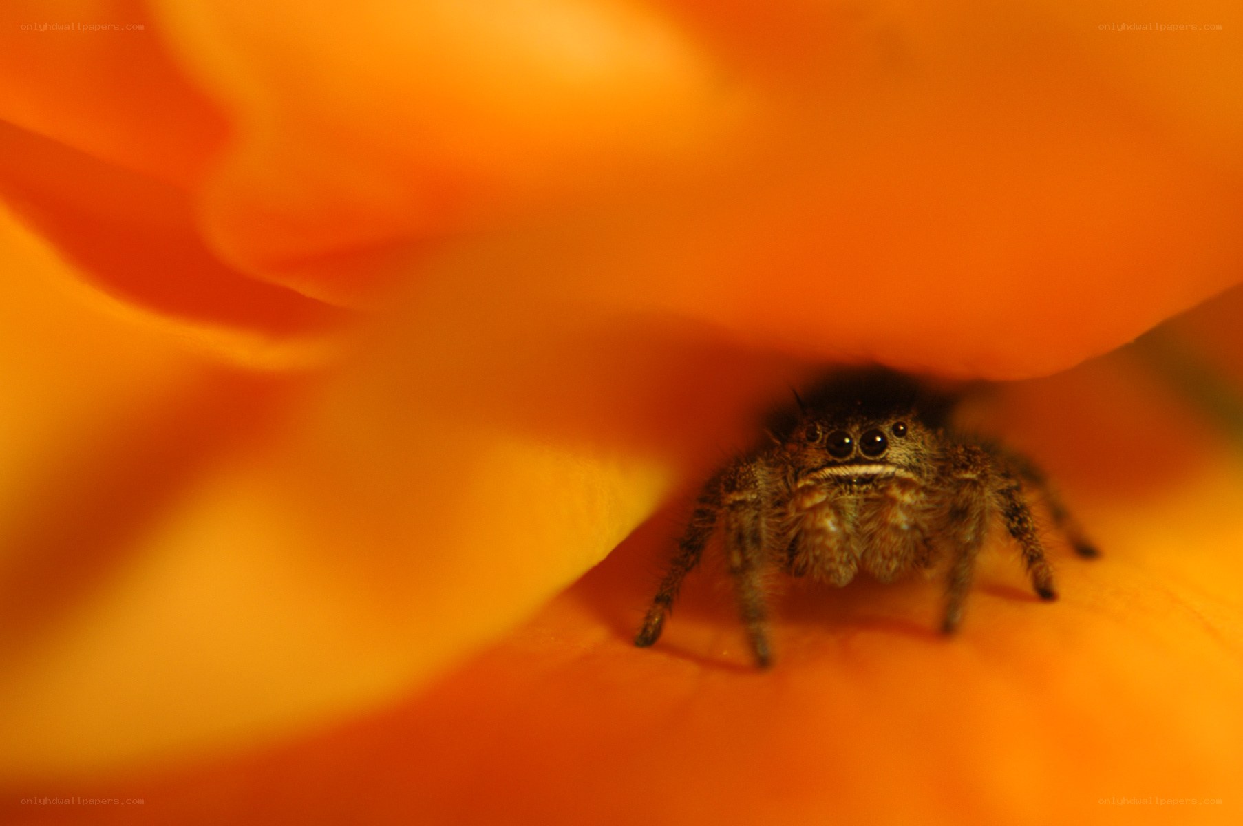spider under flower petal