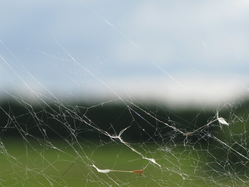 Spider web against sky