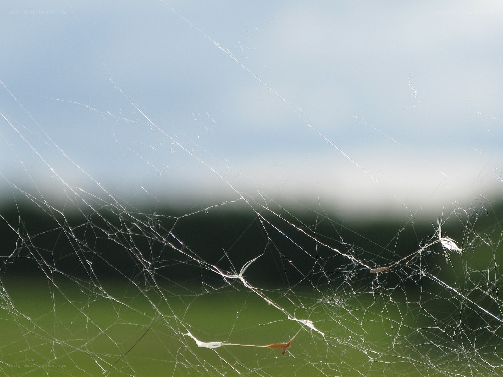 Spider web against sky