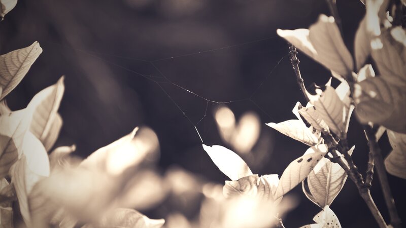 Spider web among leaves